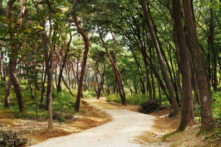 남양주 사릉 숲길