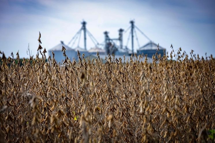수확 시기가 다가오며 갈색으로 변해가는 대두 꼬투리들이 보인다. AFP연합뉴스