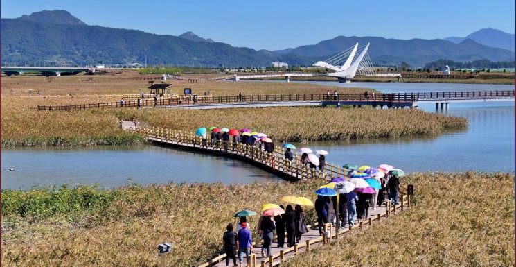 강진만 갈대밭을 찾은 관광객들이 갈대 사이로 놓인 나무데크 길을 따라 걸으며 가을 정취를 즐기고 있다. 강진군 제공