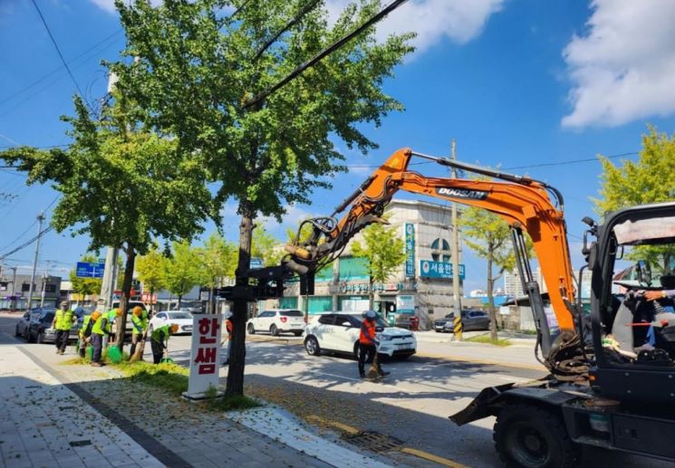 정읍시, 추석 앞두고 '가로수 은행열매' 조기 채취 