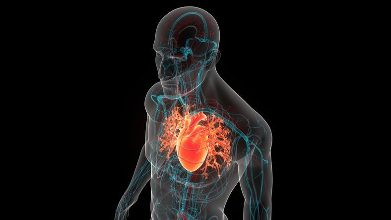 인체 순환계 심장 해부학의 3D 일러스트. 게티이미지뱅크