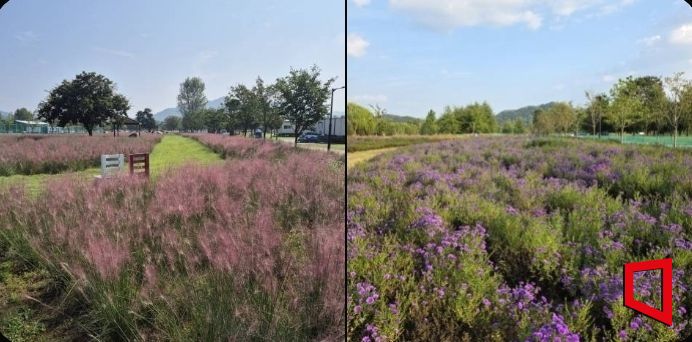 Gumi City Transforms Nakdonggang Sports Park into an 'Autumn Garden' to Attract Residents and Holiday Visitors