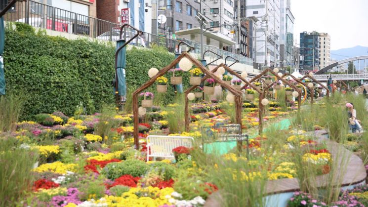 "Make Memories This Chuseok Holiday"... Gwanak District Creates Chrysanthemum Garden at Byeolbitnaerimcheon