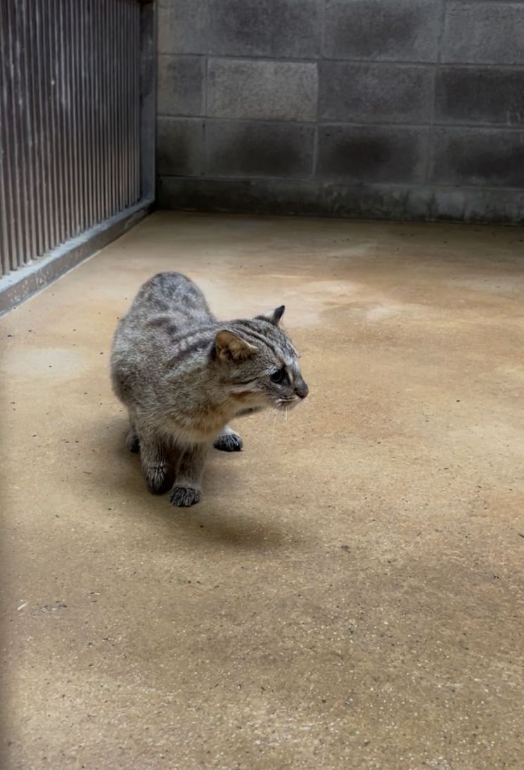 A leopard cat that lost its sight in a traffic accident is cautiously exploring its new home inside the enclosure at Gwangju Uchi Zoo. Photo by Uchi Zoo