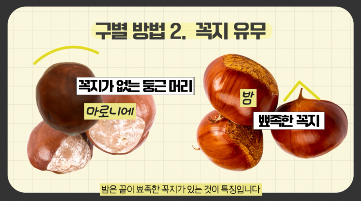 꼭지 유무로 마로니에 열매와 밤을 구별할 수 있다. 식품의약품안전처 블로그