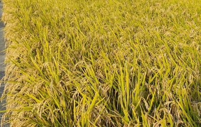 새청무 재배 논 전경. 전남도 제공