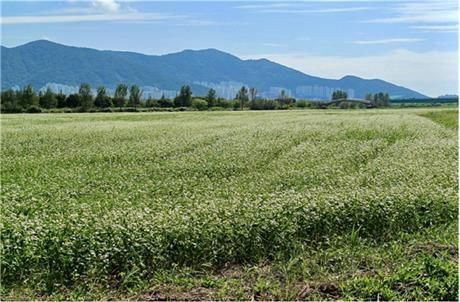 삼락생태공원 철새먹이터 내 절정을 이룬 메밀꽃밭.
