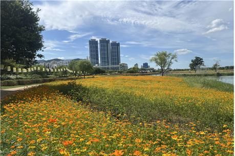 화명생태공원 연꽃단지 내 만개한 황화코스모스.