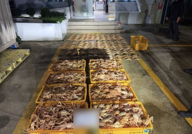 주택 창고 수족관에 불법 포획된 암컷대게. 포항해양경찰서