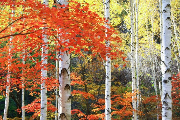 “당신을 기다립니다”… 하얀 도화지 위 알록달록 단풍, 영양 자작나무숲
