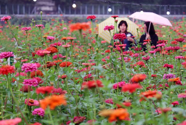 10일 강원 평창 평창강 일원에서 열린 '2025 평창 백일홍축제'를 찾은 방문객들이 가을비를 맞으며 백일홍 꽃밭을 걷고 있다. 연합뉴스