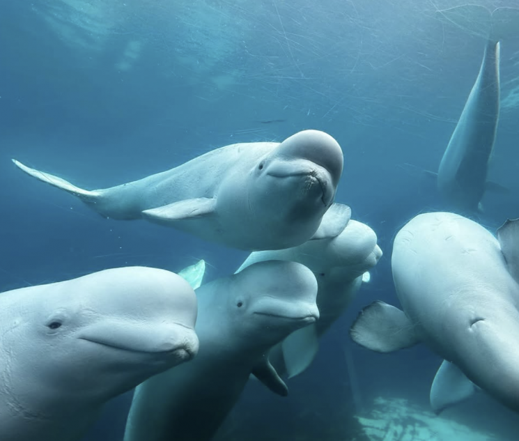 "지원 없으면 안락사 해야되는데" 벨루가 30마리 中 판매 불허에 캐나다 동물원 결국