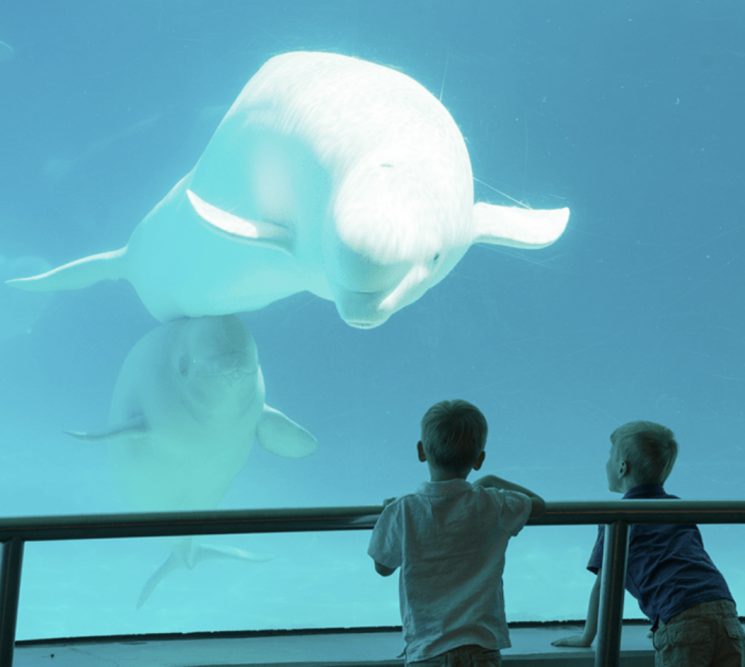 "지원 없으면 안락사 해야되는데" 벨루가 30마리 中 판매 불허에 캐나다 동물원 결국