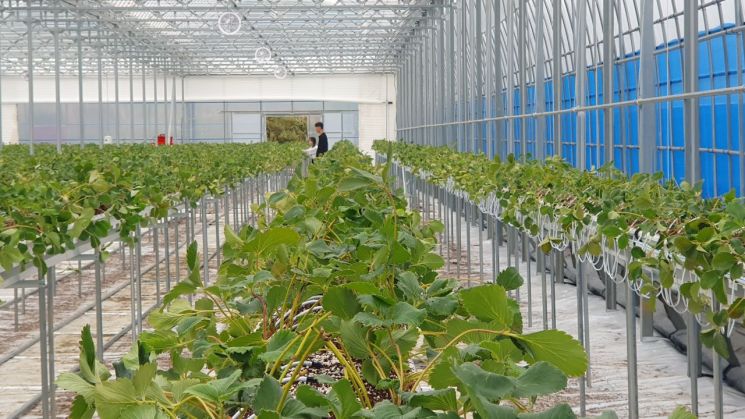 스마트팜 내부. 곡성군 제공