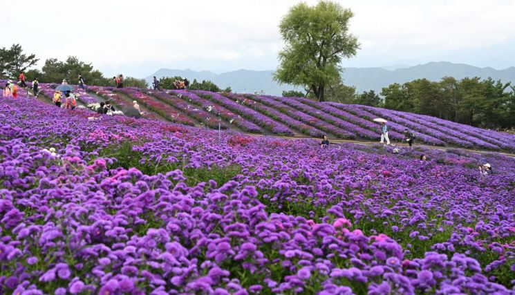Geochang County's "Gamaksan Star Wind Hill" Emerges as a Premier National Tourist Destination