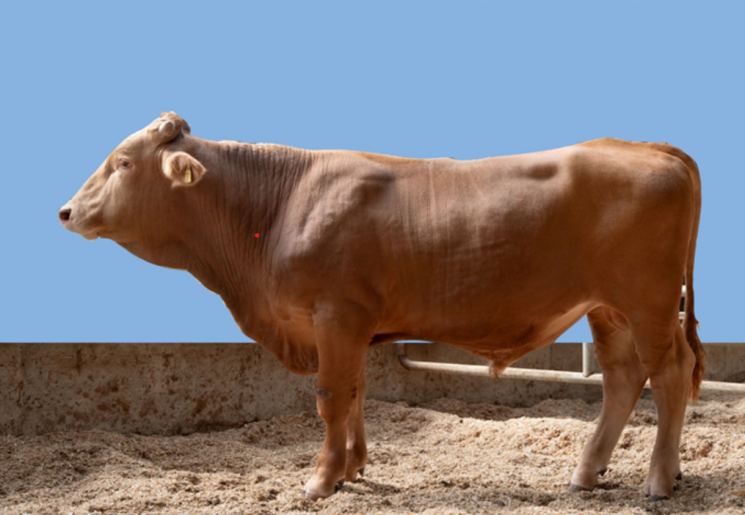 후보 씨수소 모습. 설국농장