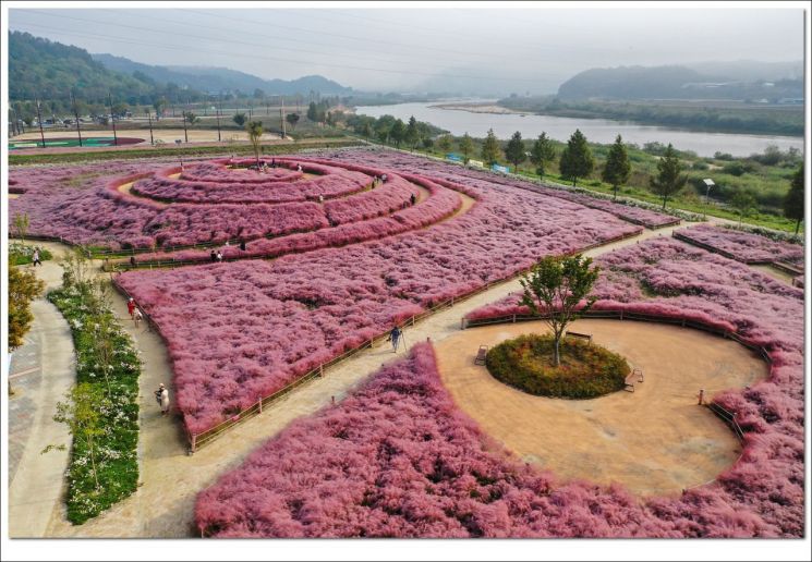 합천군 핑크뮬리 사진.