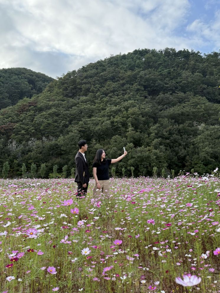 청도군 '금천면 꽃밭' 코스모스 만개 눈길