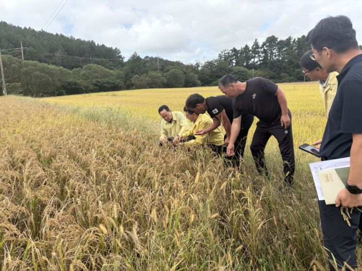 벼 깨씨무늬병 피해가 정부로부터 농업재해로 공식 인정돼 피해 농가에 대한 지원이 이뤄질 예정이다. 해남군 제공