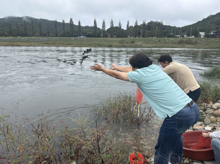 금산군, 다슬기 약 10만 마리 하천에 방류