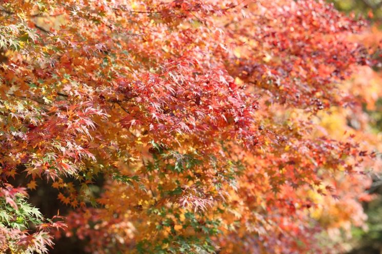 가을빛 물드는 보령, 단풍·억새·은행이 물결친다