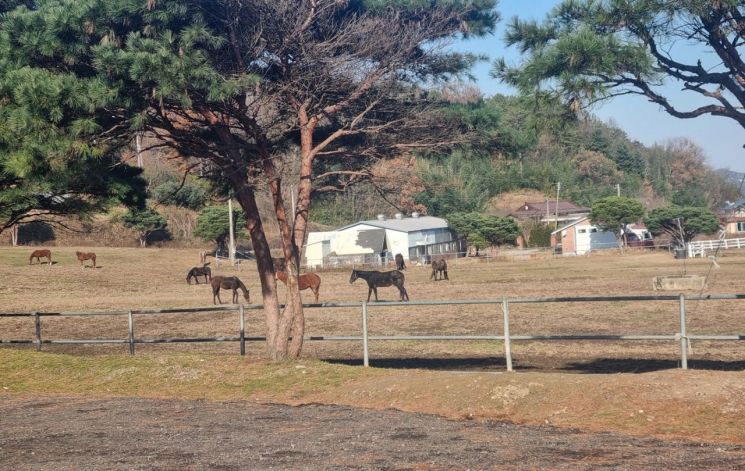 정읍시가 오는 22일까지 지역 초·중·고등학생 316명을 대상으로 '학생승마 지원사업' 추가 신청을 받는다. 정읍시 제공