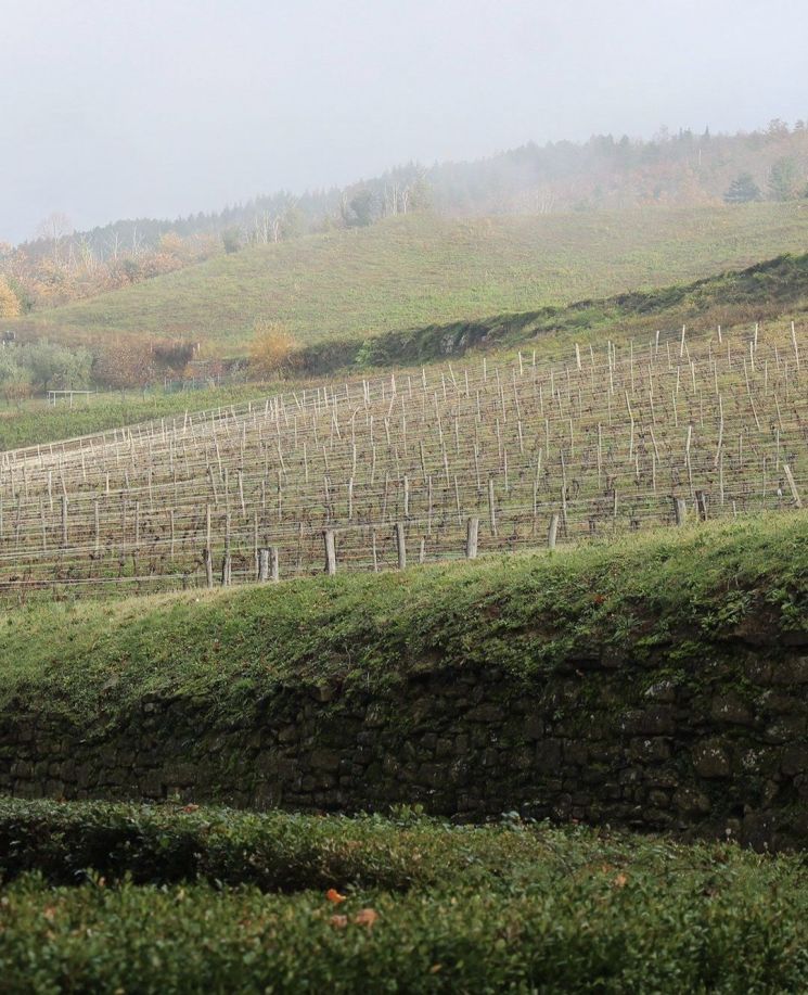 Vineyard view of Castello Pomino. [Photo by Frescobaldi]