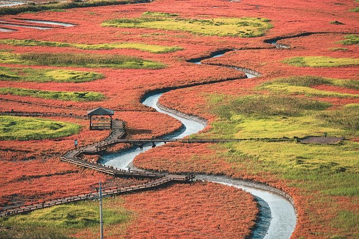 신안군, '제2회 보물섬 함초축제' 24일 개막