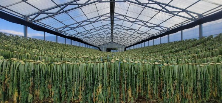 양구 시래기 건조. 양구군 제공