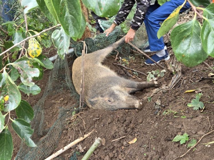 경남 양산시 물금읍의 한 밭에 들어갔다 사살된 멧돼지. 경남소방본부 제공