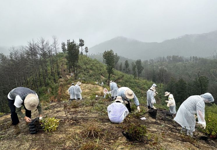 '도토리봉사단' 봉사자들이 경북 울진 산불 피해 지역에서 묘목을 식재하며 산림 복원 작업을 진행하고 있다.희망브리지