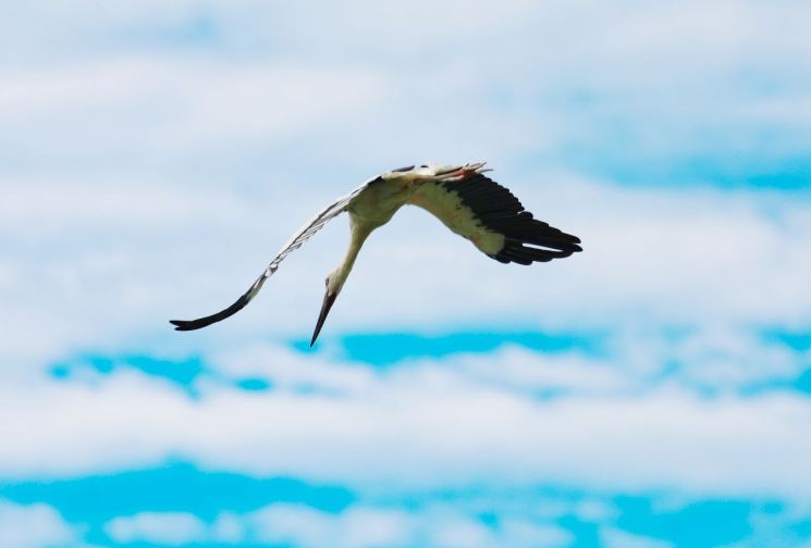 Stork Dies During Release Performance... Gimhae City Accused of Negligence in Managing Endangered Species