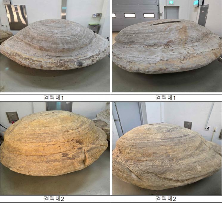 在浦项发现的鲸鱼化石和结核体将被指定为天然纪念物