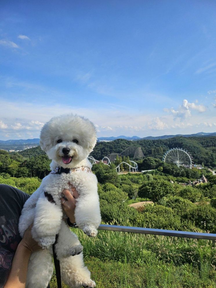 "가을을 함께하개"…에버랜드, 반려견과 단풍 나들이 이벤트