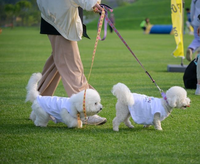 순천시, 25일 오천그린광장 일원서 '2025 댕댕순천'