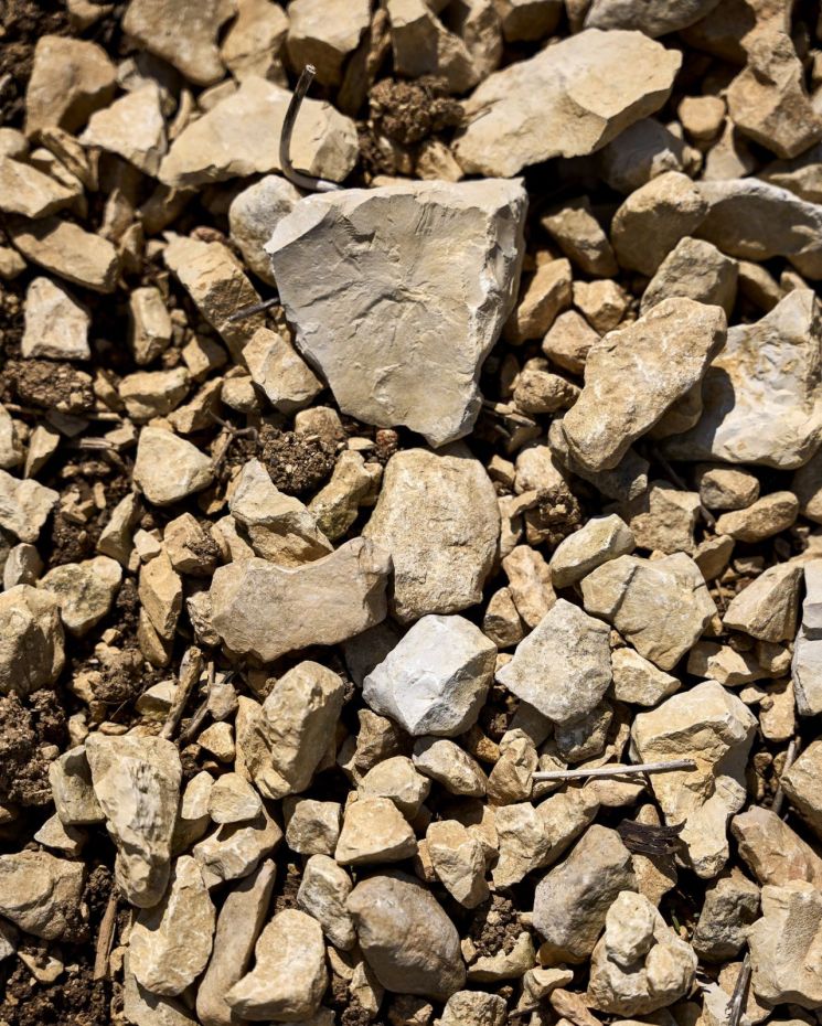 [아경와인셀라]'바다의 잔향'을 한 잔에 담았다…샤블리의 정수  