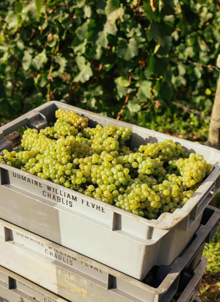 [아경와인셀라]'바다의 잔향'을 한 잔에 담았다…샤블리의 정수  