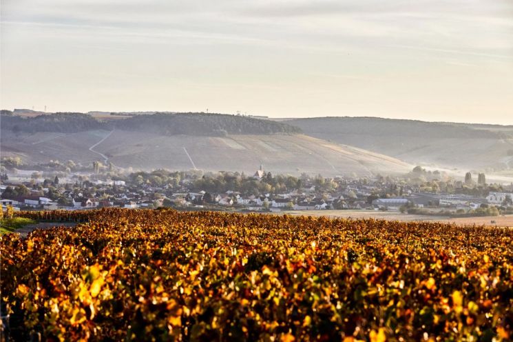 [아경와인셀라]'바다의 잔향'을 한 잔에 담았다…샤블리의 정수  