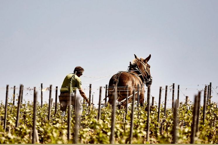 [아경와인셀라]'바다의 잔향'을 한 잔에 담았다…샤블리의 정수  