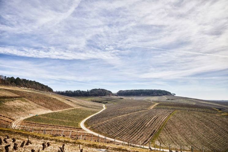 [아경와인셀라]'바다의 잔향'을 한 잔에 담았다…샤블리의 정수  