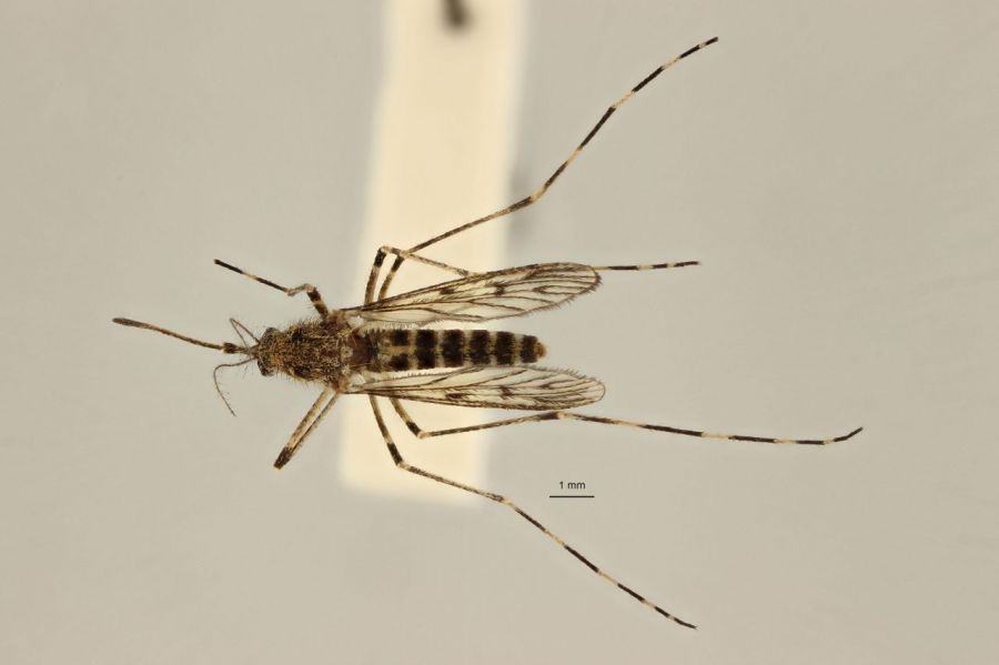 줄무늬모기(Culiseta annulata). 이번에 발견된 모기는 암컷 2마리와 수컷 1마리로, 나방 등을 잡기 위해 설치된 장치에 의해 포획됐다. 벨기에왕립자연과학연구소(Royal Belgian Institute of Natural Sciences, RBINS) 곤충 표본 컬렉션.