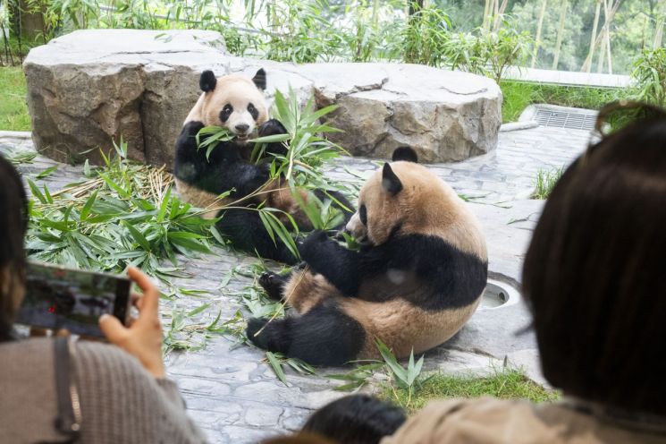 에버랜드, 루이·후이 새 보금자리 '판다 세컨하우스' 인기