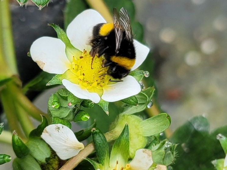 함평군, 꿀벌 소실 대응으로 딸기 안정생산 지원