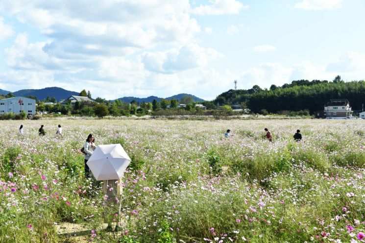 [포토] 코스모스 만개…가을 정취 물씬