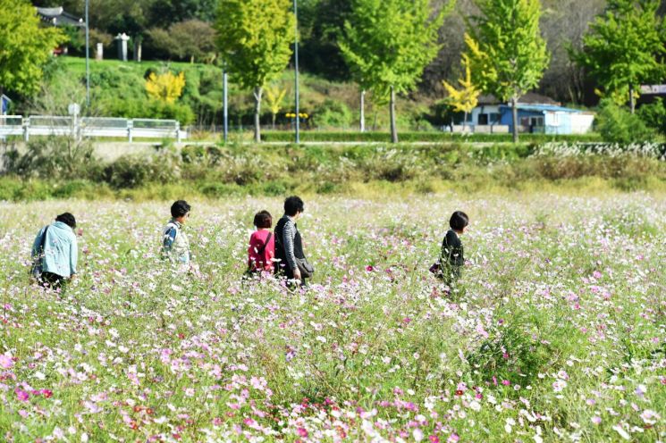 [포토] 코스모스 만개…가을 정취 물씬