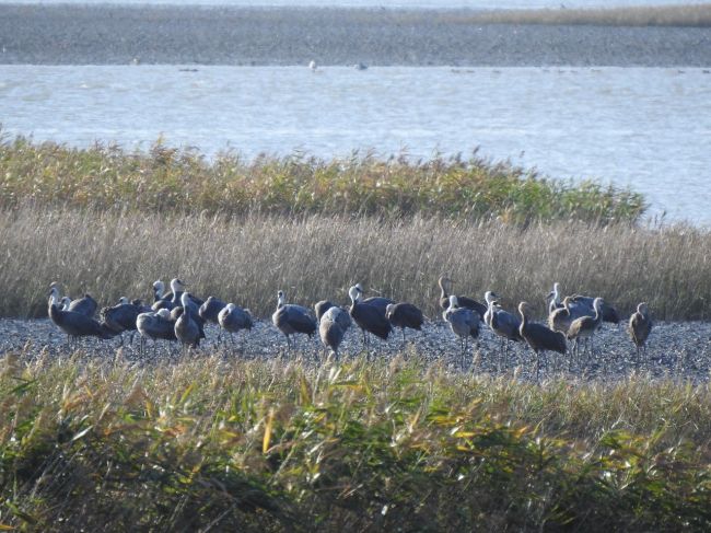 흑두루미 73마리 순천만서 월동 준비…"서식지 부상"