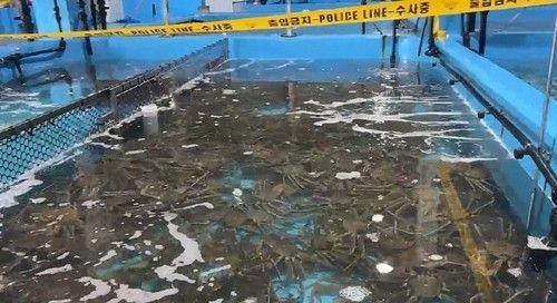 "320억 추징금"…냉동탑차 개조해 '대게·킹크랩 밀실에 쓰윽' 일당 중형