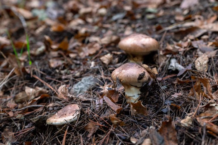 영덕군, 산불 잿더미서 다시 피어난 송이… 생산 1위 기적의 드라마