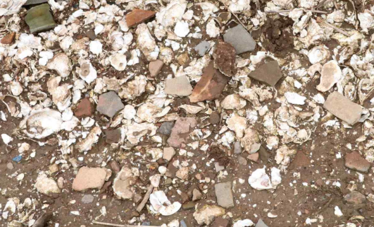 서해안 조개무덤서 2000년 생활사 찾는다