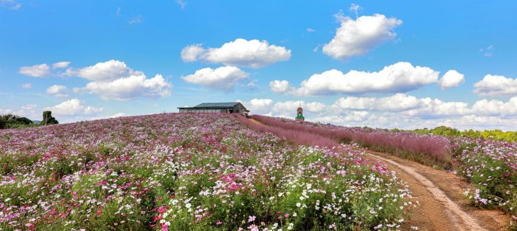 지난해 청보리밭 코스모스 모습/보령시